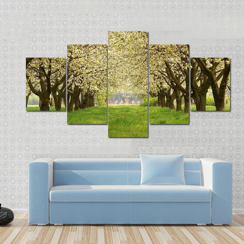 Spring In Cherry Orchard Poland Canvas Wall Art-5 Star-Gallery Wrap-62" x 32"-Tiaracle