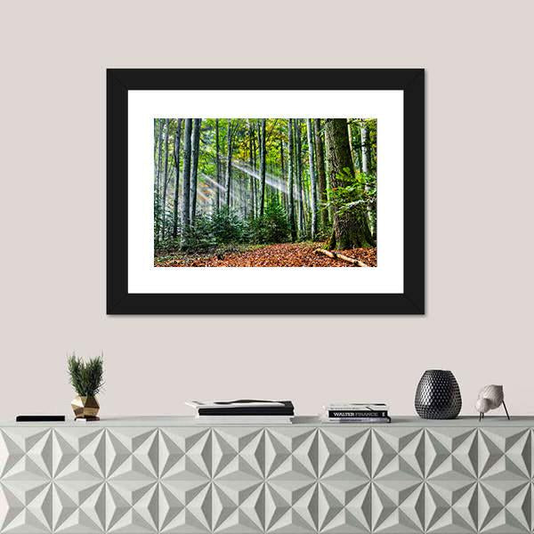 Sun Rays In The Forest Canvas Wall Art-1 Piece-Framed Print-20" x 16"-Tiaracle