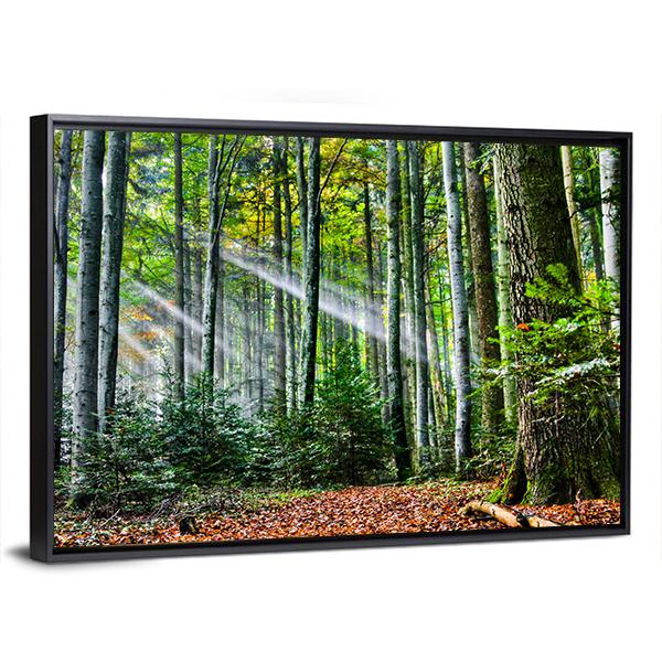 Sun Rays In The Forest Canvas Wall Art-3 Horizontal-Gallery Wrap-25" x 16"-Tiaracle