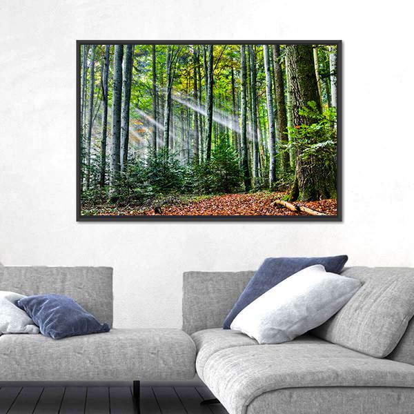 Sun Rays In The Forest Canvas Wall Art-3 Horizontal-Gallery Wrap-25" x 16"-Tiaracle