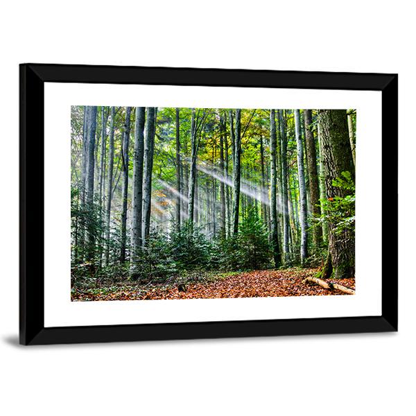 Sun Rays In The Forest Canvas Wall Art-3 Horizontal-Gallery Wrap-25" x 16"-Tiaracle