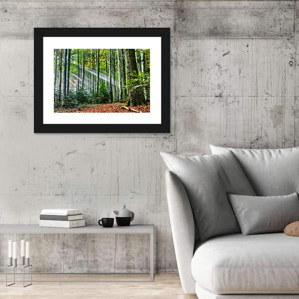 Sun Rays In The Forest Canvas Wall Art-3 Horizontal-Gallery Wrap-25" x 16"-Tiaracle