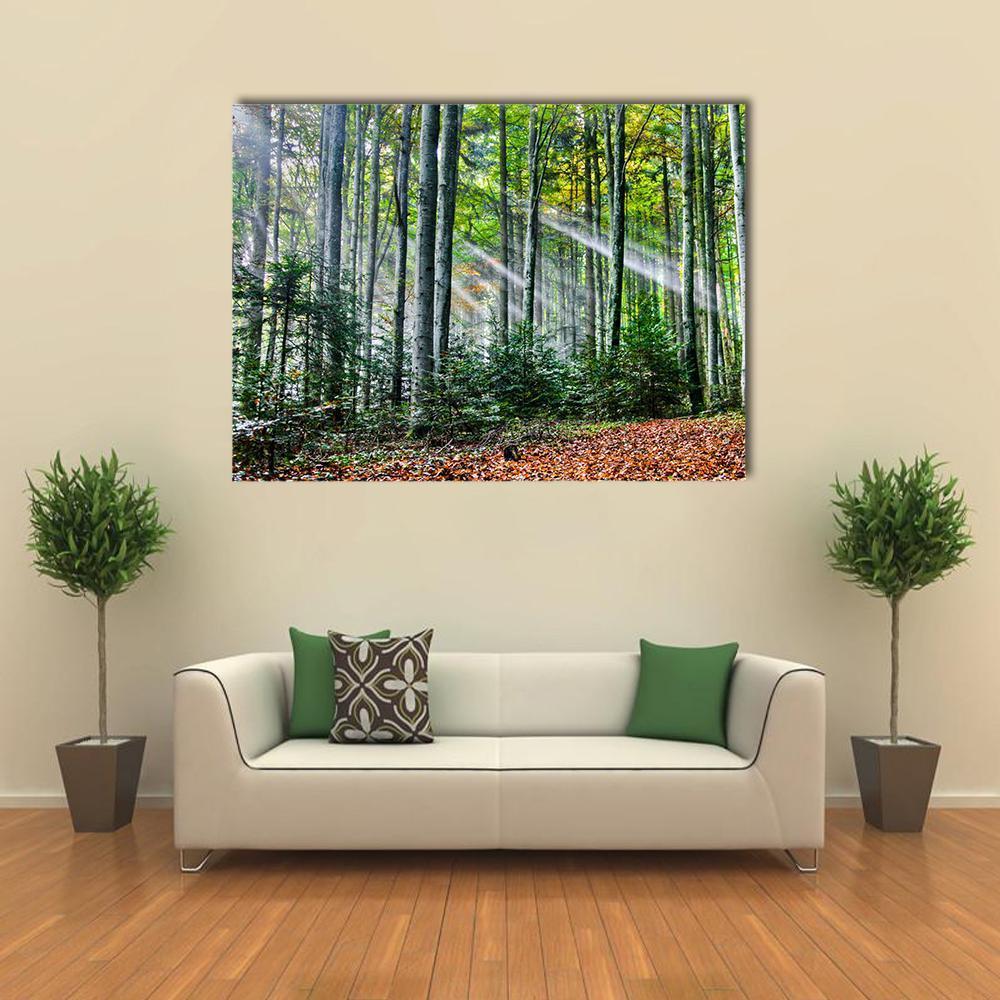 Sun Rays In The Forest Canvas Wall Art-1 Piece-Gallery Wrap-48" x 32"-Tiaracle