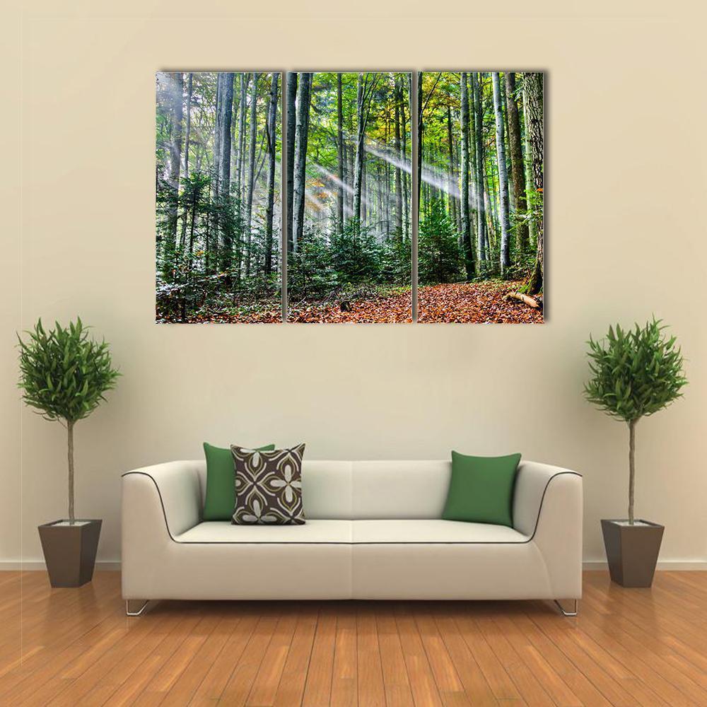 Sun Rays In The Forest Canvas Wall Art-3 Horizontal-Gallery Wrap-37" x 24"-Tiaracle