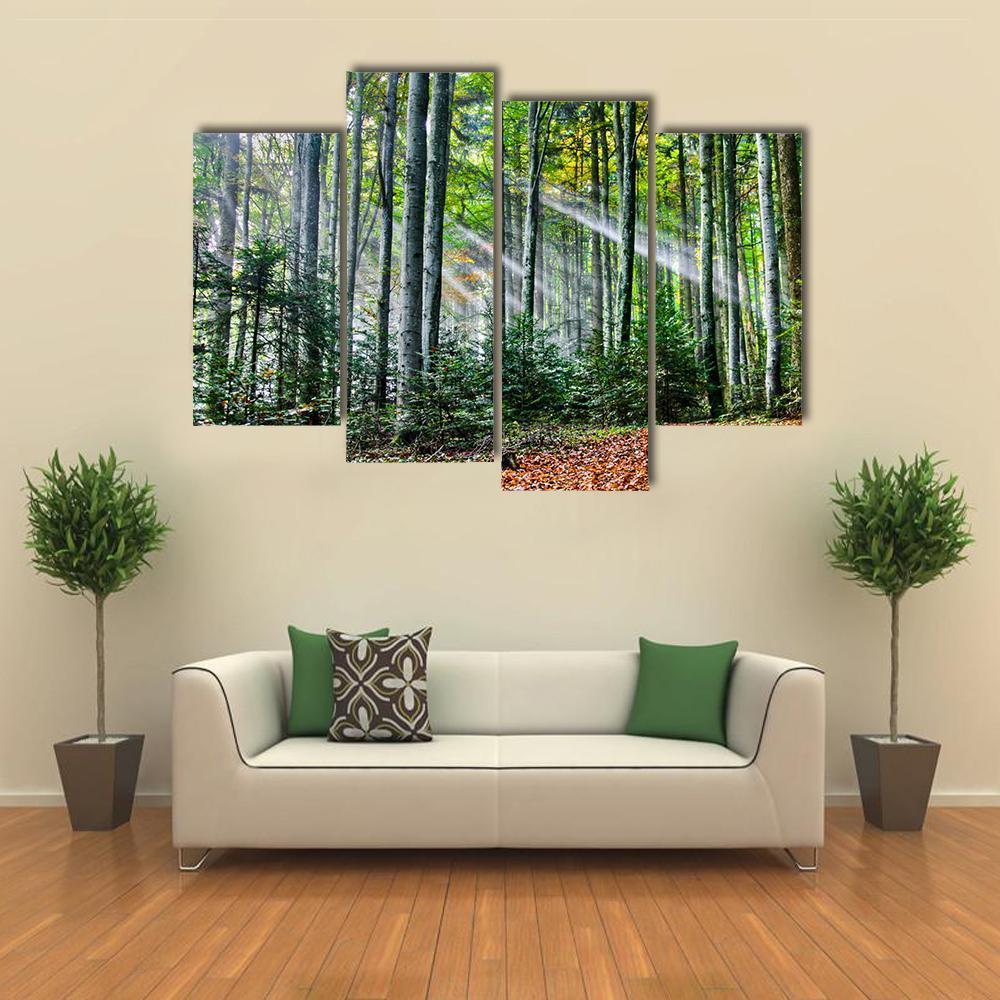 Sun Rays In The Forest Canvas Wall Art-4 Pop-Gallery Wrap-50" x 32"-Tiaracle