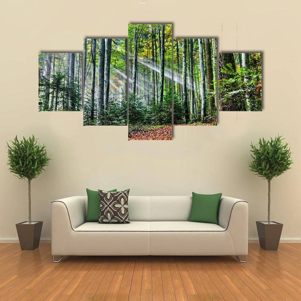 Sun Rays In The Forest Canvas Wall Art-5 Star-Gallery Wrap-62" x 32"-Tiaracle