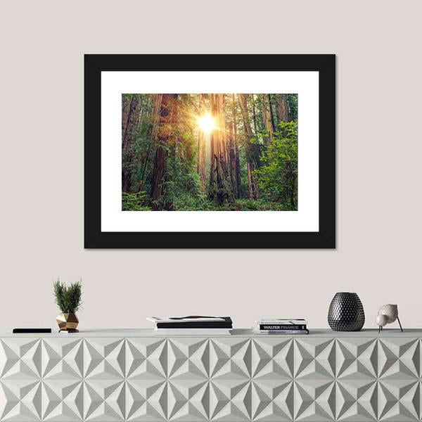 Sunny Redwood Forest In California Canvas Wall Art-3 Horizontal-Gallery Wrap-25" x 16"-Tiaracle