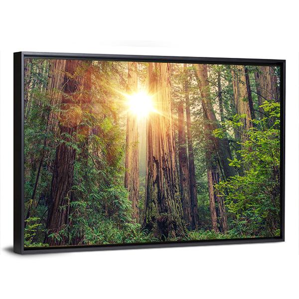 Sunny Redwood Forest In California Canvas Wall Art-3 Horizontal-Gallery Wrap-25" x 16"-Tiaracle