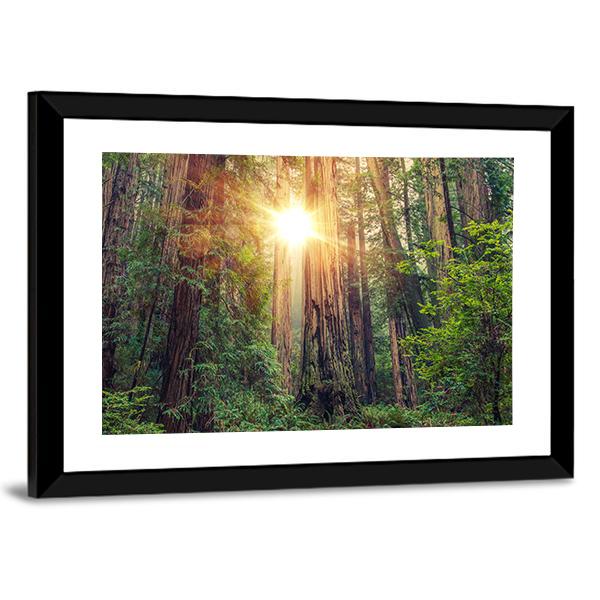 Sunny Redwood Forest In California Canvas Wall Art-3 Horizontal-Gallery Wrap-25" x 16"-Tiaracle