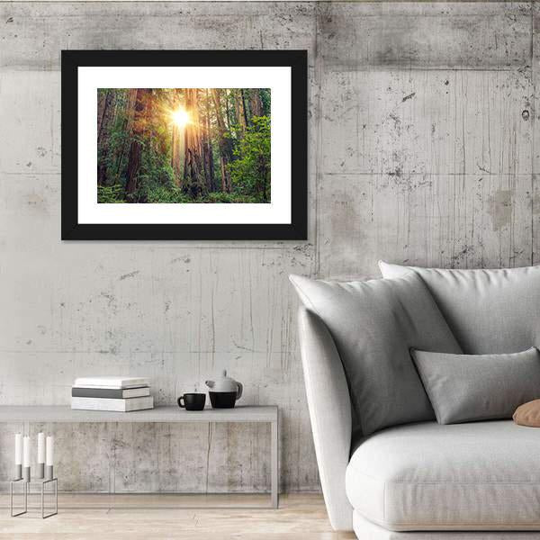 Sunny Redwood Forest In California Canvas Wall Art-3 Horizontal-Gallery Wrap-25" x 16"-Tiaracle