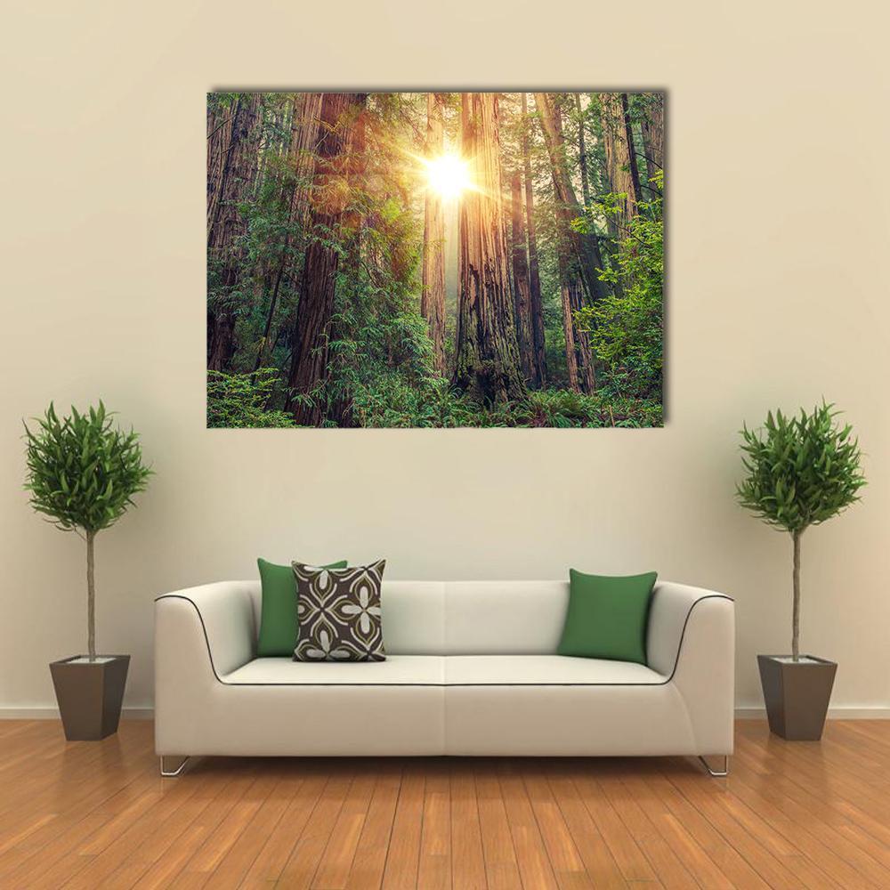 Sunny Redwood Forest In California Canvas Wall Art-1 Piece-Gallery Wrap-48" x 32"-Tiaracle