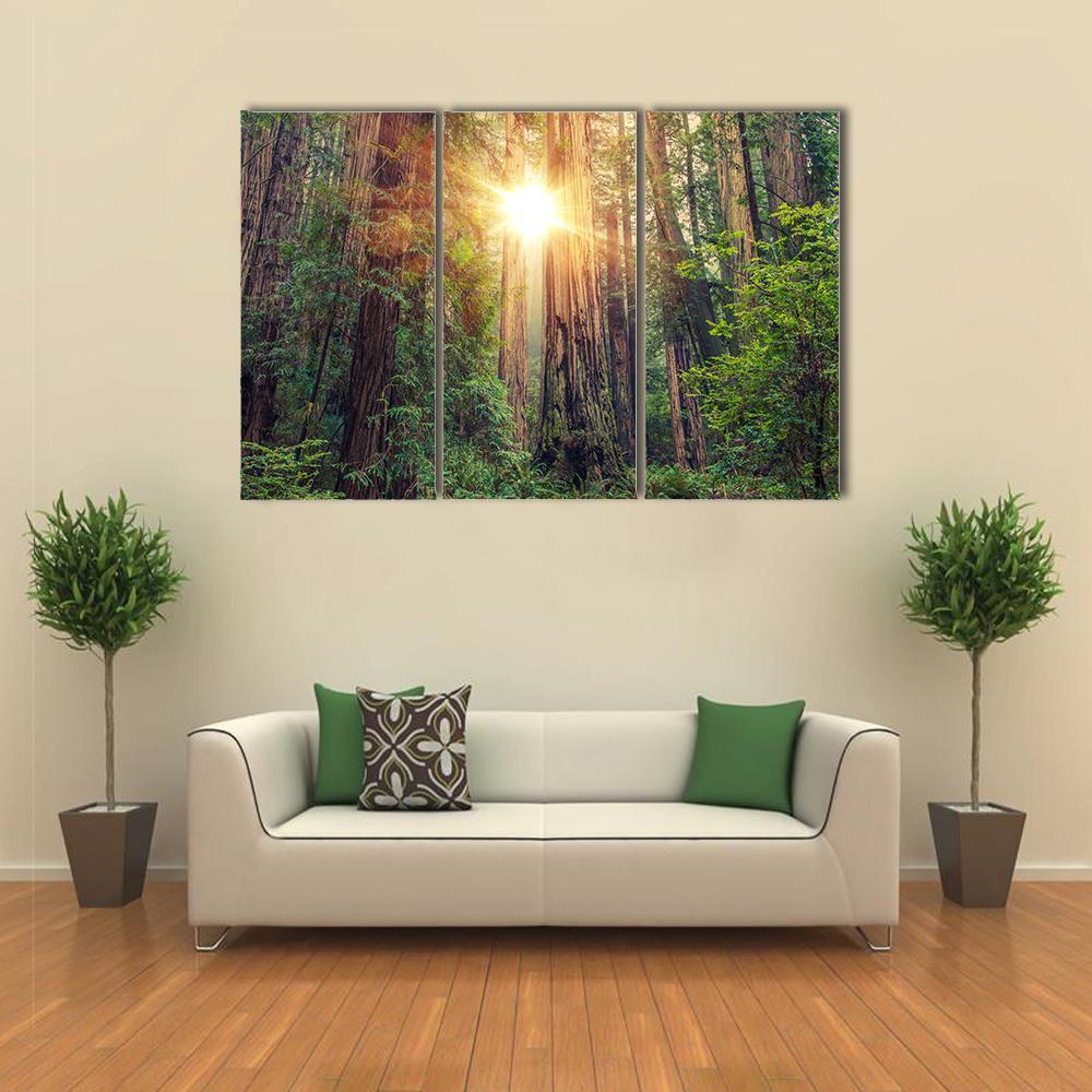 Sunny Redwood Forest In California Canvas Wall Art-3 Horizontal-Gallery Wrap-37" x 24"-Tiaracle