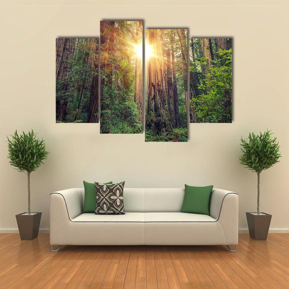 Sunny Redwood Forest In California Canvas Wall Art-4 Pop-Gallery Wrap-50" x 32"-Tiaracle