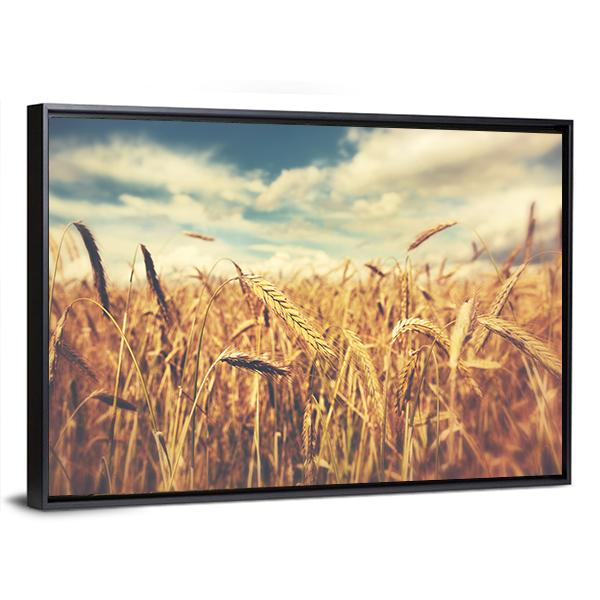 Sunny Wheat Field Canvas Wall Art-3 Horizontal-Gallery Wrap-25" x 16"-Tiaracle