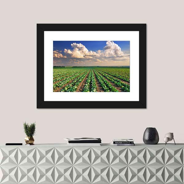 Sunrise Over The Cabbage Field Canvas Wall Art-1 Piece-Framed Print-20" x 16"-Tiaracle