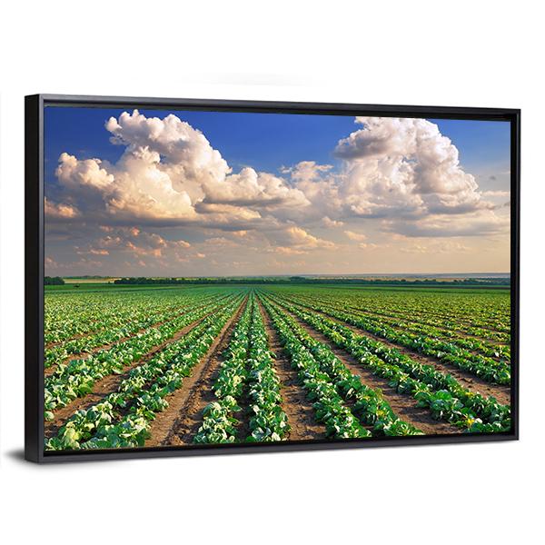 Sunrise Over The Cabbage Field Canvas Wall Art-3 Horizontal-Gallery Wrap-25" x 16"-Tiaracle