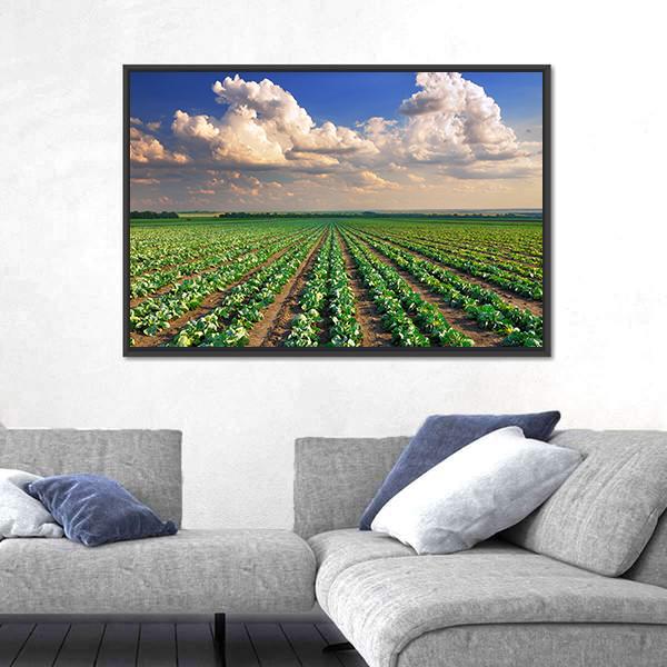 Sunrise Over The Cabbage Field Canvas Wall Art-3 Horizontal-Gallery Wrap-25" x 16"-Tiaracle