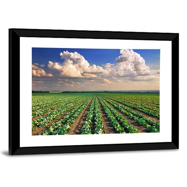 Sunrise Over The Cabbage Field Canvas Wall Art-3 Horizontal-Gallery Wrap-25" x 16"-Tiaracle