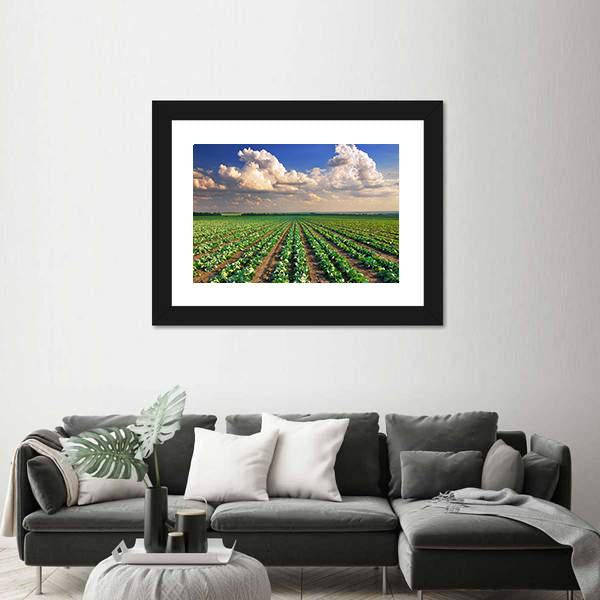 Sunrise Over The Cabbage Field Canvas Wall Art-3 Horizontal-Gallery Wrap-25" x 16"-Tiaracle