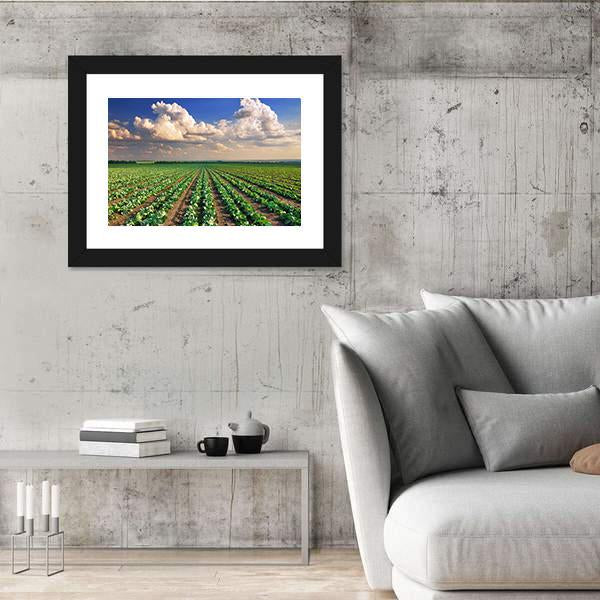 Sunrise Over The Cabbage Field Canvas Wall Art-3 Horizontal-Gallery Wrap-25" x 16"-Tiaracle