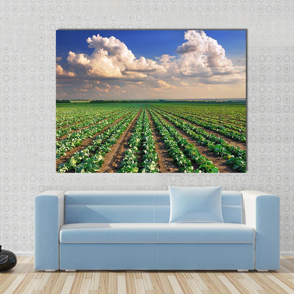 Sunrise Over The Cabbage Field Canvas Wall Art-1 Piece-Gallery Wrap-48" x 32"-Tiaracle