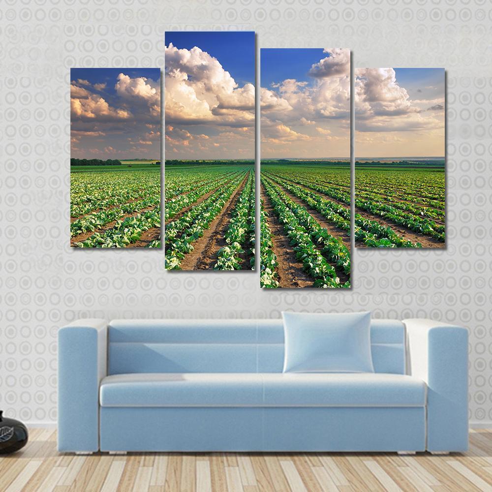 Sunrise Over The Cabbage Field Canvas Wall Art-4 Pop-Gallery Wrap-50" x 32"-Tiaracle