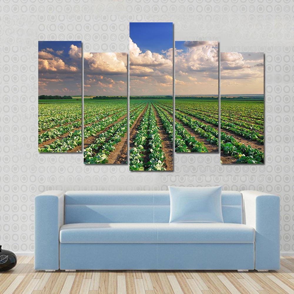 Sunrise Over The Cabbage Field Canvas Wall Art-5 Pop-Gallery Wrap-47" x 32"-Tiaracle