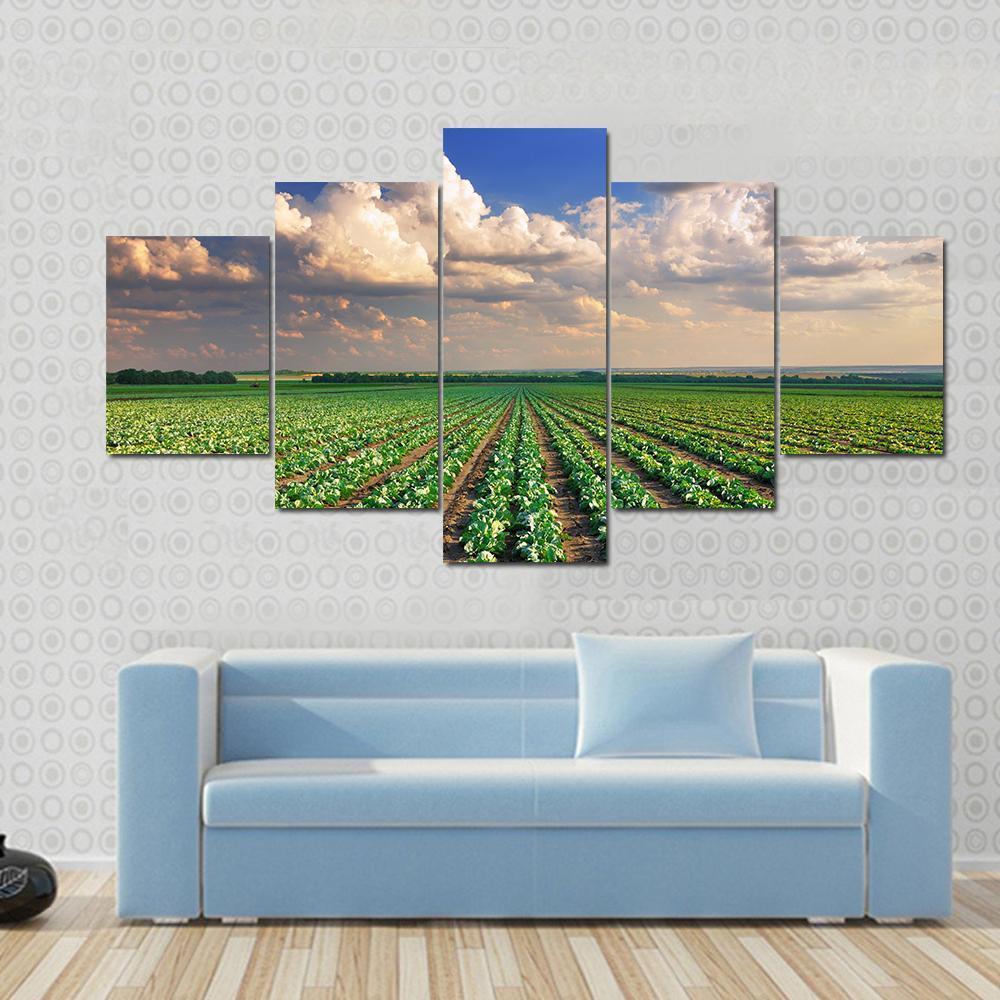 Sunrise Over The Cabbage Field Canvas Wall Art-5 Star-Gallery Wrap-62" x 32"-Tiaracle