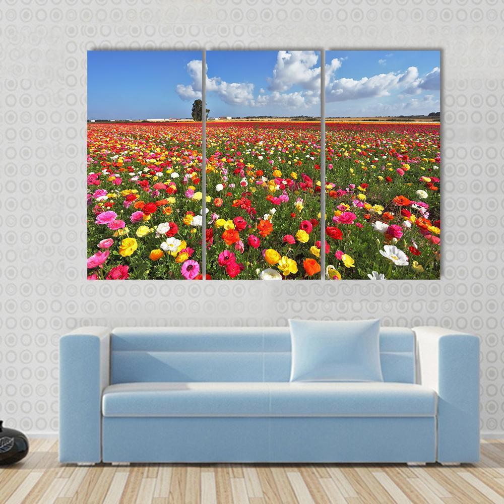 Magnificent Garden Buttercups Canvas Wall Art-3 Horizontal-Gallery Wrap-37" x 24"-Tiaracle