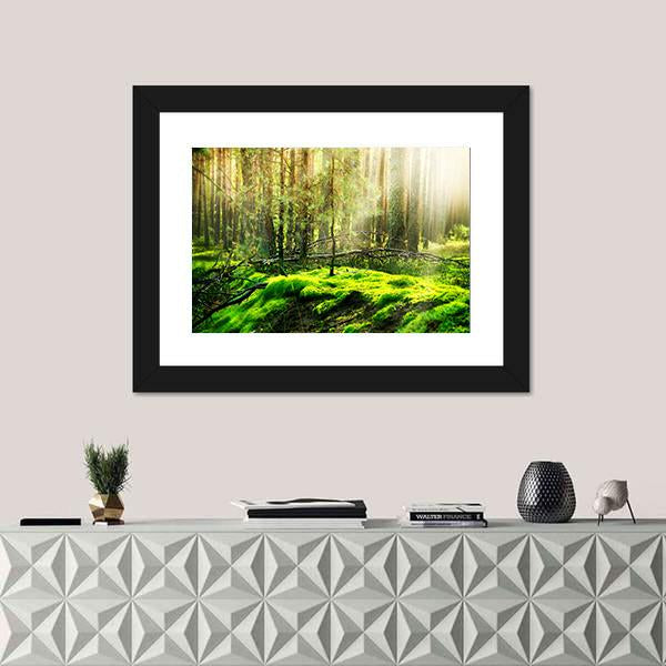 View Of Forest In Sunlight Canvas Wall Art-1 Piece-Framed Print-20" x 16"-Tiaracle