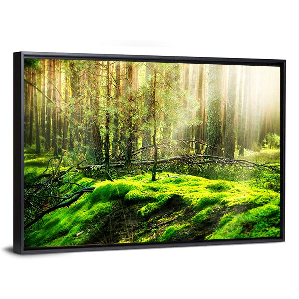 View Of Forest In Sunlight Canvas Wall Art-3 Horizontal-Gallery Wrap-25" x 16"-Tiaracle