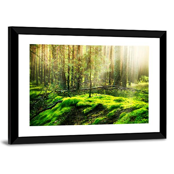 View Of Forest In Sunlight Canvas Wall Art-3 Horizontal-Gallery Wrap-25" x 16"-Tiaracle