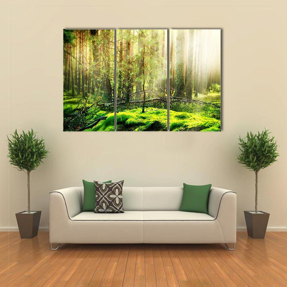 View Of Forest In Sunlight Canvas Wall Art-3 Horizontal-Gallery Wrap-37" x 24"-Tiaracle