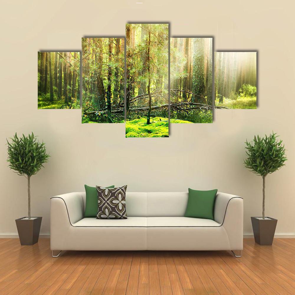 View Of Forest In Sunlight Canvas Wall Art-5 Star-Gallery Wrap-62" x 32"-Tiaracle