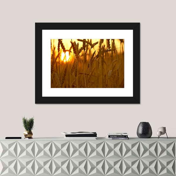 Wheat Crops In Sunset Closeup Canvas Wall Art-1 Piece-Framed Print-20" x 16"-Tiaracle