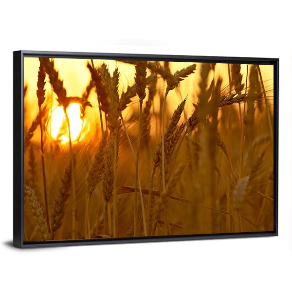 Wheat Crops In Sunset Closeup Canvas Wall Art-3 Horizontal-Gallery Wrap-25" x 16"-Tiaracle