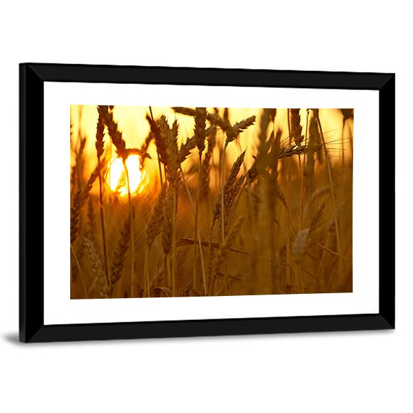 Wheat Crops In Sunset Closeup Canvas Wall Art-3 Horizontal-Gallery Wrap-25" x 16"-Tiaracle