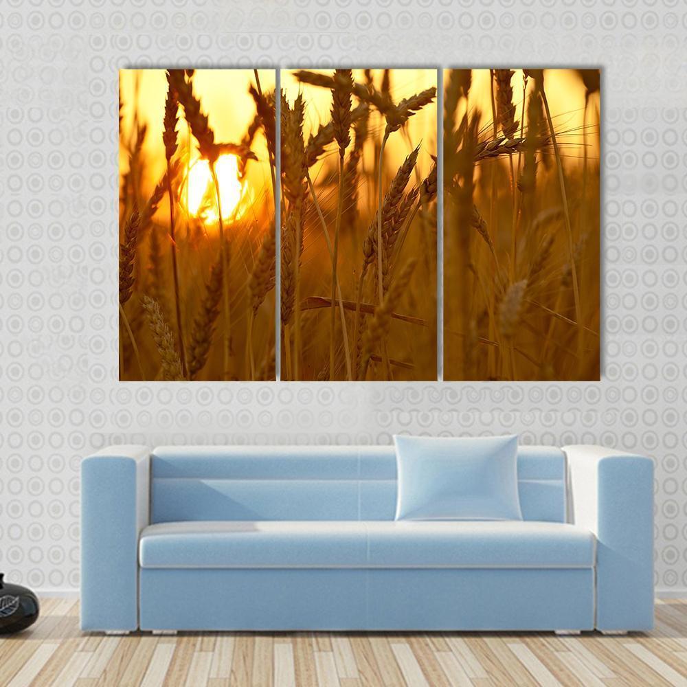 Wheat Crops In Sunset Closeup Canvas Wall Art-3 Horizontal-Gallery Wrap-37" x 24"-Tiaracle