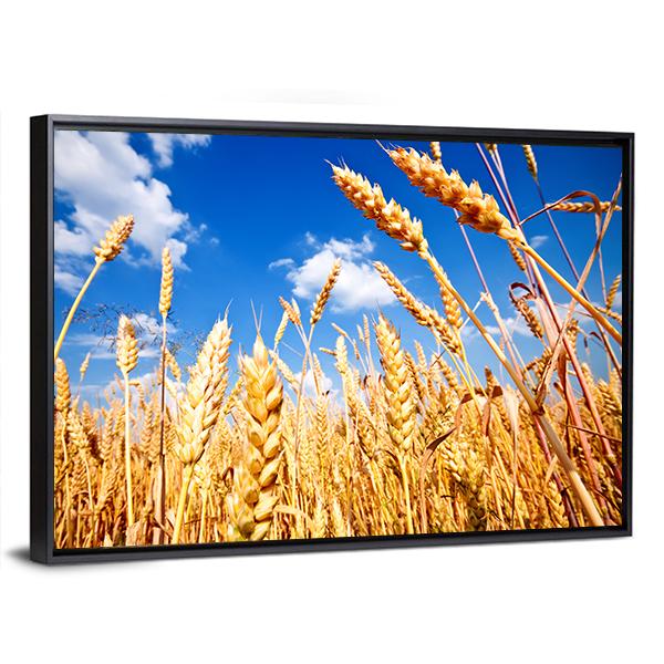 Wheat Field And Blue sky With Clouds Canvas Wall Art-3 Horizontal-Gallery Wrap-25" x 16"-Tiaracle