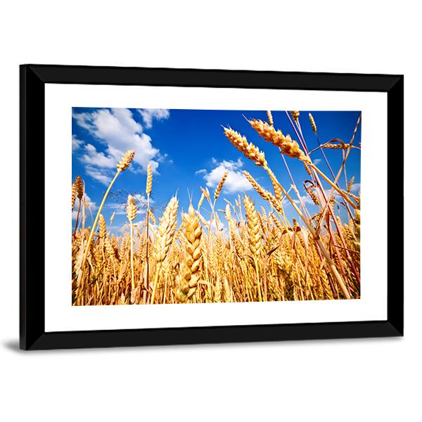 Wheat Field And Blue sky With Clouds Canvas Wall Art-3 Horizontal-Gallery Wrap-25" x 16"-Tiaracle