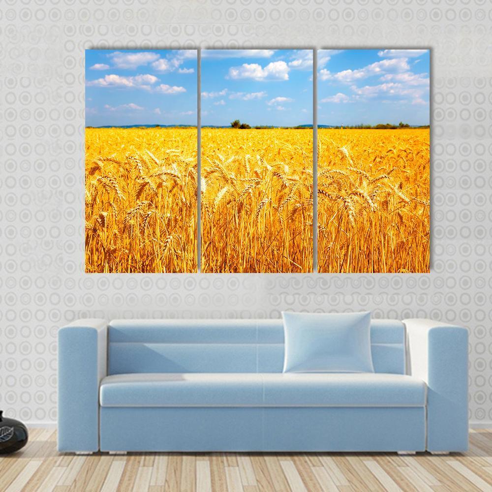 Wheat Ready For Harvest Canvas Wall Art-3 Horizontal-Gallery Wrap-37" x 24"-Tiaracle