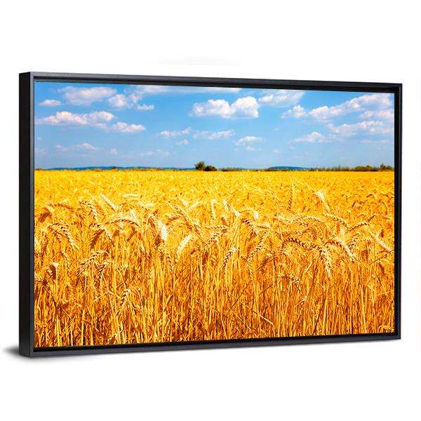 Wheat Ready For Harvest Canvas Wall Art-3 Horizontal-Gallery Wrap-25" x 16"-Tiaracle